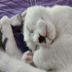 Mizie's Avatar