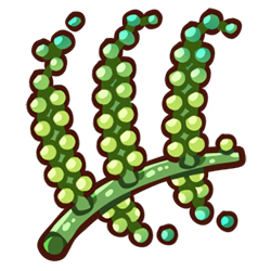 Sea Grapes Sea Grapes