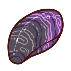 Mussel Shell Mussel Shell